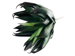 Agave Plant Large 39 Leaves