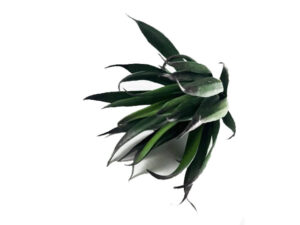 Agave Plant Small 29 Leaves
