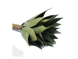 Agave Plant Sml