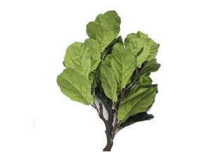 Ficus Lyrata Plant In A Pot