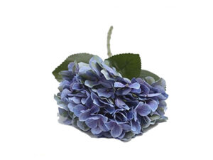 Hydrangea Stem
