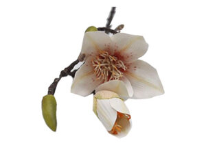Lilly White