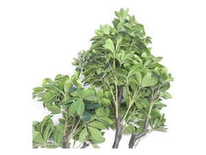 Miniture Umbrella Tree In A Pot 180Cm