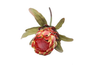 Niobe Protea