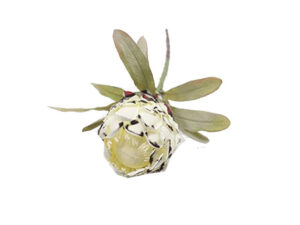 Niobe Protea