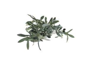 Olive Leaves 78Cm