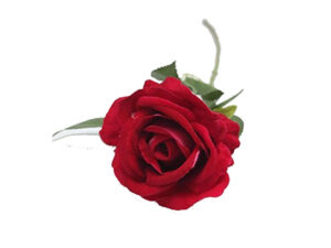 Open Lrg Rose Dark Pink 50Cm