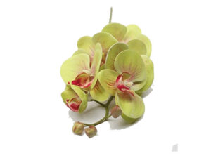 Orchid Stem Green 68Cm