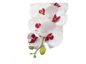 Orchid Stem White /Pink 1M