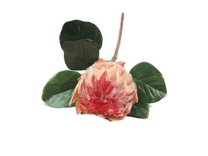 Queen Protea