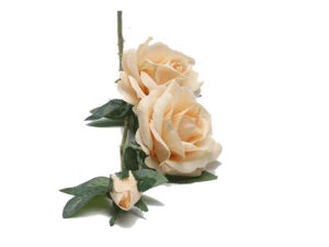 Rose Two Stem Cream