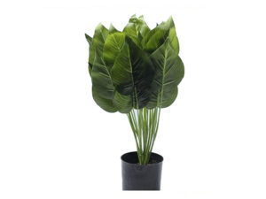 Sweatheart Scandens 40Cm In A Pot