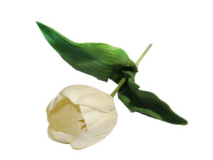 Tulip Cream 46Cm