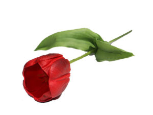 Tulip Red 46Cm